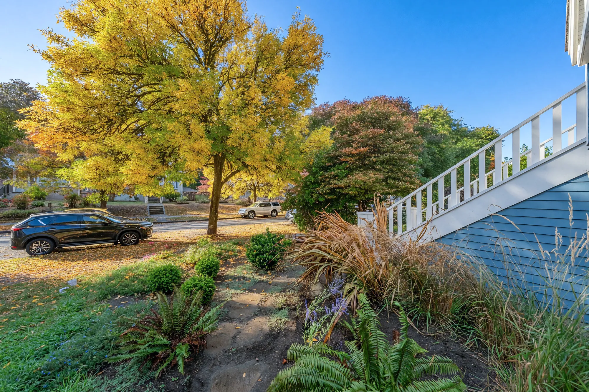 The side garden below the white stair railing: ferns, grasses and shrubs, a street tree in autumn yellow
